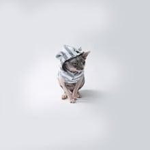 Майка Style Pets GUMMI для кошек, с ушками, размер S