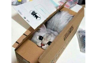 Коробка для кішки