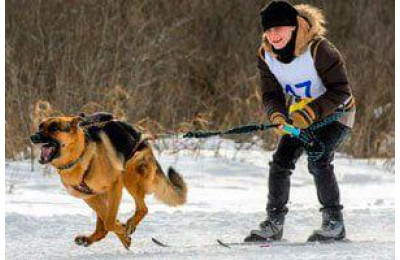 Спорт для собак