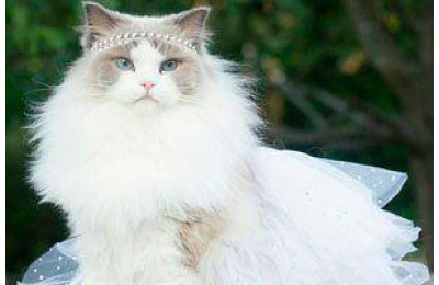 Тонкощі котячої фізіології