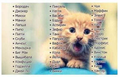 Клички для котів хлопчиків