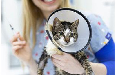 Які щеплення потрібно робити кошеняті, що б захистити від інфекцій