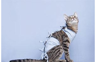 В якому віці краще робити кастрацію кота