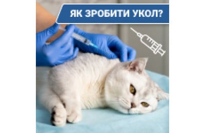 Як зробити укол коту