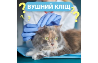 Вушний кліщ у кішок