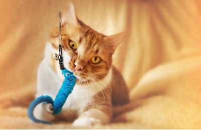 Перші покупки для котика