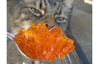З чого роблять корм для котів
