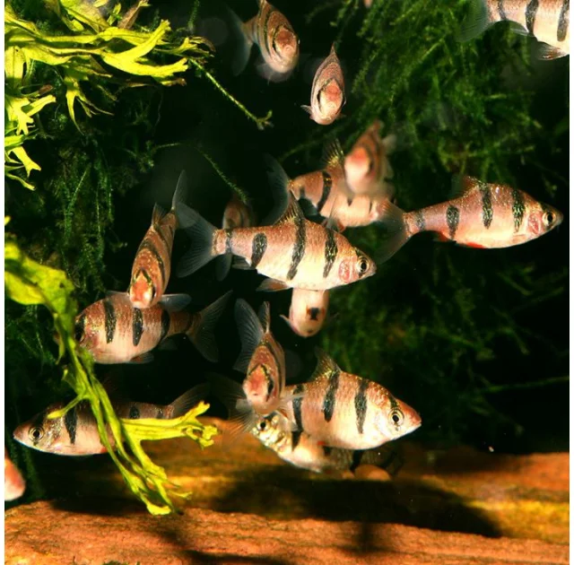 Основний корм JBL NovoGranoMix для середніх і великих акваріумних риб, 250 мл