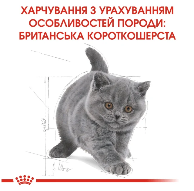 Сухий корм Royal Canin British Shorthair Kitten для британських кошенят, 400 г