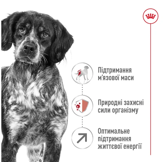 Сухий корм Royal Canin Medium Adult 7 + для собак середніх порід старше 7 років, 4 кг