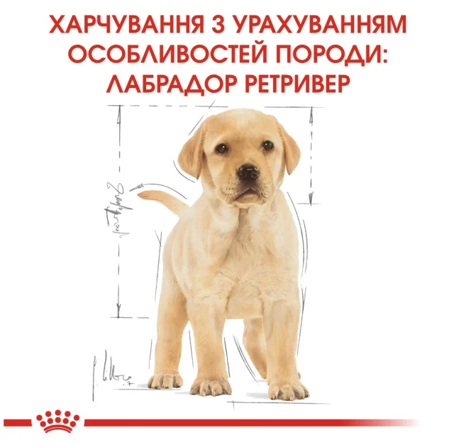Сухий корм Royal Canin Labrador Retriever Puppy для цуценят лабрадора до 15 місяців, 12 кг