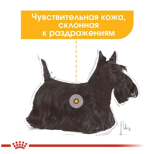 Вологий корм Royal Canin Dermacomfort для собак з чутливою шкірою, паштет, 85 г