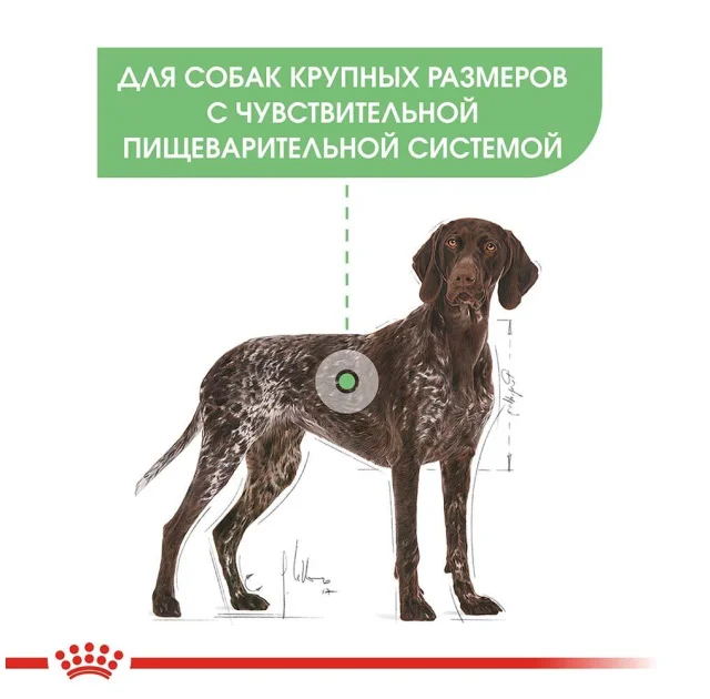 Сухой корм Royal Canin Maxi Digestive Care при чувствительном пищеварении у собак крупных пород, 10 кг