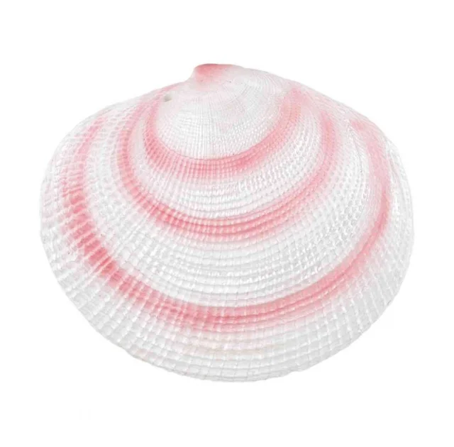 Набір черепашок Trixie, 6-9 см