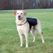 Шлея-рюкзак Trixie, для собак, 31×17 см