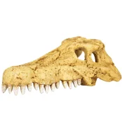 Декорация череп крокодила Repti-Zoo Crocodile Skull ERS34M M, 18×10×5.5 см Декорация череп крокодила Repti-Zoo Crocodile Skull ERS34M M, 18×10×5.5 см