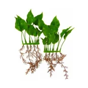 Декорація Hagen Anubias Nana, рослина пластикове, 15 см Декорація Hagen Anubias Nana, рослина пластикове, 15 см