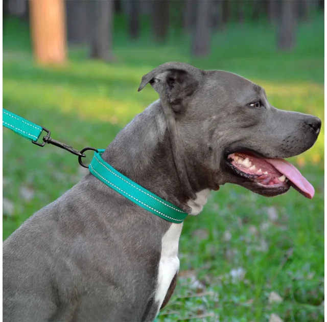 Нашийник BronzeDog Active, для собак, нейлоновий, фастекс пластик, бірюзовий, 43-66×2.5 см