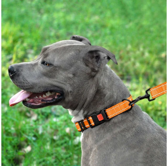 Нашийник BronzeDog Active, для собак, нейлоновий, фастекс пластик, помаранчевий, 25-33×1.6 см
