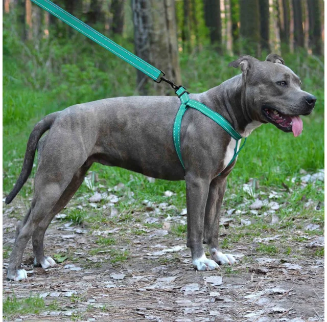 Шлея BronzeDog Active для собак, светоотражающий нейлон, бирюзовый, 45-60 см