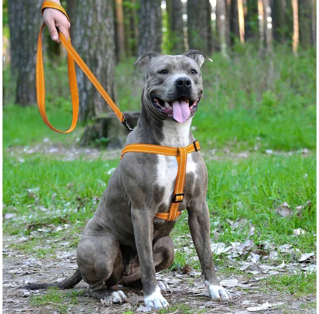 Шлея BronzeDog Active для собак, светоотражающий нейлон, оранжевый, 40-53 см
