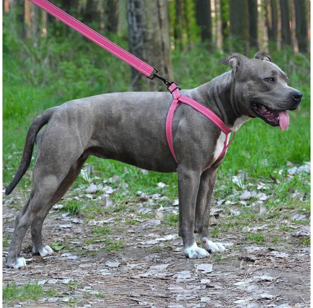 Шлея BronzeDog Active для собак, светоотражающий нейлон, розовый, 57-73 см