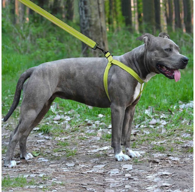 Шлея BronzeDog Active для собак, светоотражающий нейлон, салатовый, 57-73 см