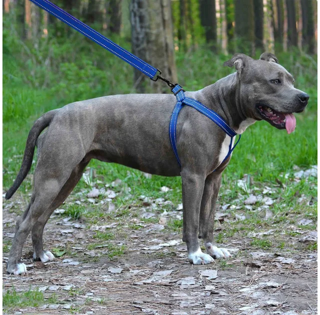 Шлея BronzeDog Active для собак, светоотражающий нейлон, синий, 57-73 см