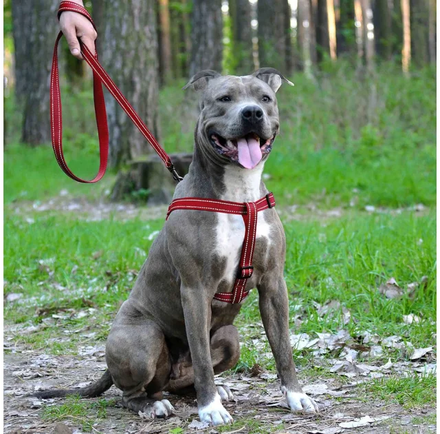 Шлея BronzeDog Active для собак, светоотражающий нейлон, красный, 45-60 см