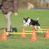 Набор препятствий Trixie Dog Activity для собак, пластик, оранжевый и жёлтый, 78 см, 23×30 см