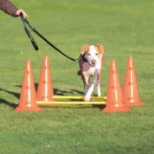 Набор препятствий Trixie Dog Activity для собак, пластик, оранжевый и жёлтый, 100 см, 30×50 см