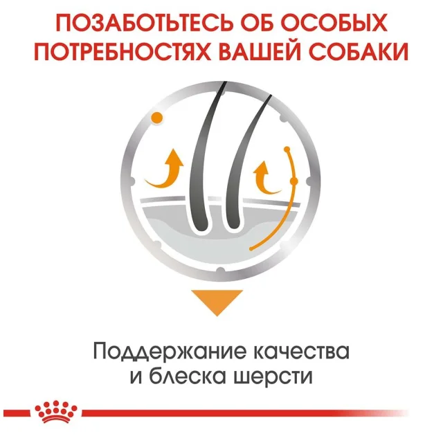 Вологий корм Royal Canin Coat Care для собак з тьмяною і сухий шерстю, паштет, 85 г