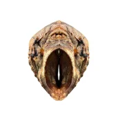 Лакомство AnimalHome калтык говяжий сушеный очищенный хрящ, для собак, премиум, 250 г