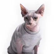 Майка без рукава Style Pets Martin для котів, розмір XL