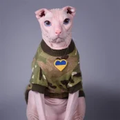 Кофта Style Pets Multikam для котів, принт, розмір M+