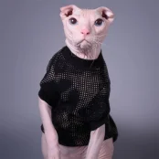 Кофта Style Pets Emerald для котів, принт, розмір M-
