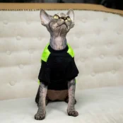 Кофта Style Pets FaceSPS для котів, колір зелений, розмір L+