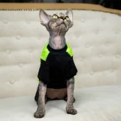 Кофта Style Pets FaceSPS для котів, колір зелений, розмір M+