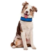 Охолоджуючий нашийник Croci Harness Fresh для собак, нейлон, синій, 50×6 см