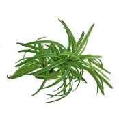 Растение аквариумное Amtra Replica dracena искусственное, для аквариумов, 25 см