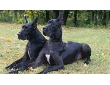 Німецький дог