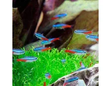 Сумісність риб в акваріумі