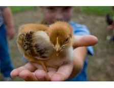 Ошибки при перевозке птиц