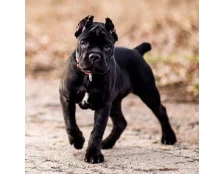 Собака мрія - Кане-Корсо