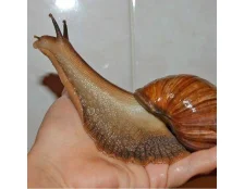 Розведення гігантських равликів