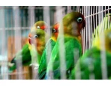 Клетки для попугаев