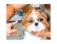 Як уникнути стресу у тварини