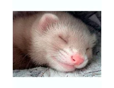 Догляд за зубами тхора