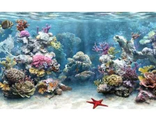 В чем разница между морскими и пресноводными аквариумами