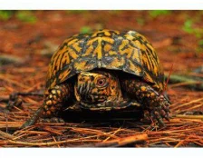 Догляд за пазурами черепахи